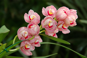 http://forum.materinstvo.ru/uploads/1212067687/post-46320-1212246543_thumb.jpg