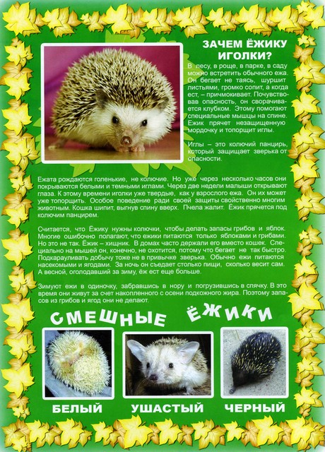 Что находится внутри иголок ежа Материнство - Виньетки, грамоты, всё для детсада и школы ч.2