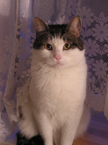 http://forum.materinstvo.ru/uploads/1299177820//post-373522-1299318643.jpg