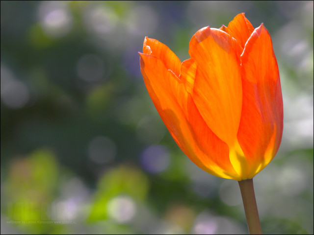 оранжевый тюльпан цветок природа без смс
