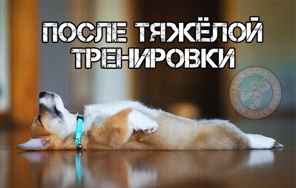 Картинки после тренировки прикольные, смешные хрюша