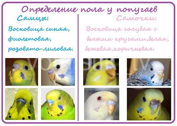 Какого Волнистого Попугая Лучше Купить