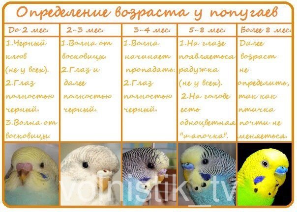 Какого Волнистого Попугая Лучше Купить