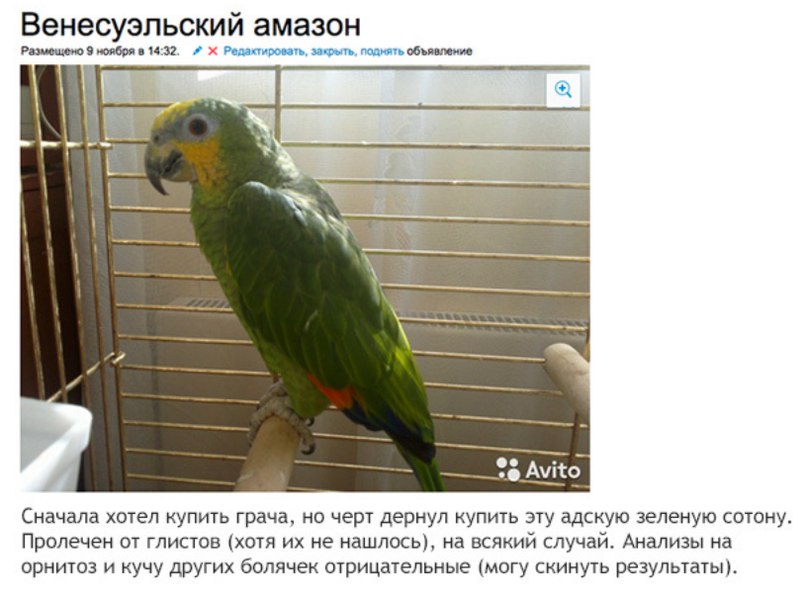 Купить Попугая В Ульяновске Новый Город