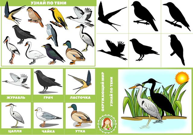 Перелетные птицы картинки для детей распечатать. Теневое лото перелетные птицы. Перелетные птицы для дошкольников. Тень перелетных птиц. Тень перелетные птицы для дошкольников.